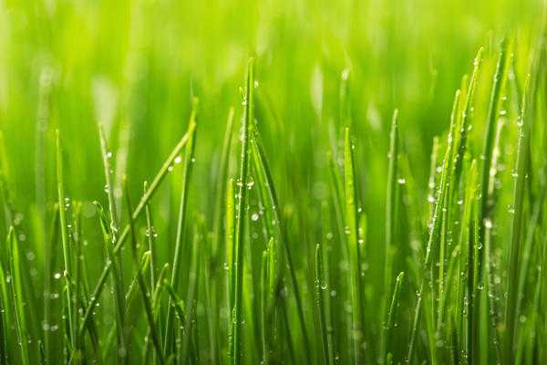 Как восстановить газон с проплешинами, сорняками и другими проблемами