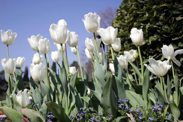 Виртуальный парад тюльпанов-2020 Никитского ботанического сада