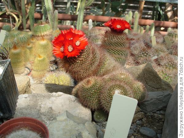 Цветущие кактусы - фотообзор из Никитского ботанического сада