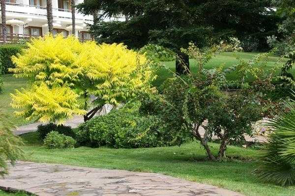 Деревья и кустарники с желтыми листьями: фото и названия, особенности выращивания