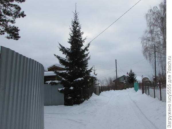 Зимняя прогулка на дачу