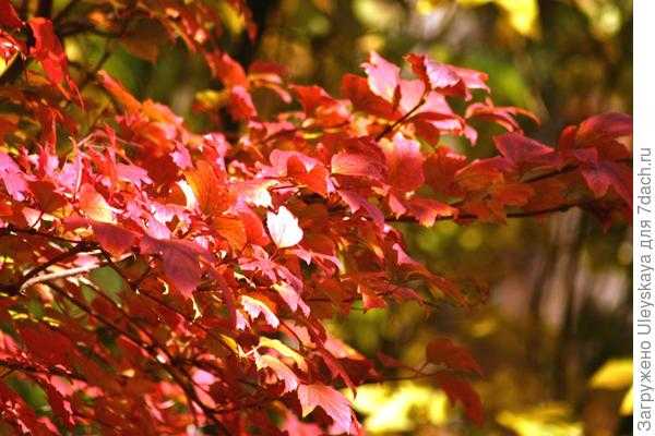 Деревья и кустарники с красными листьями осенью. Фото