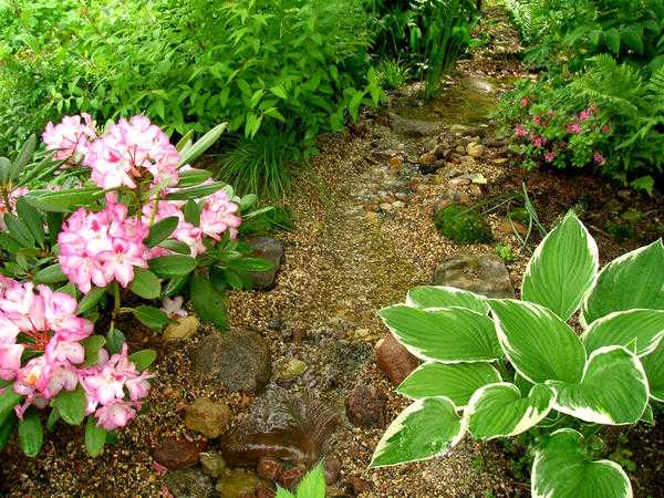 Рододендроны в дизайне сада: гармоничные композиции, фото
