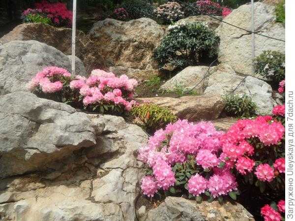 Рододендроны в японском саду. Фото