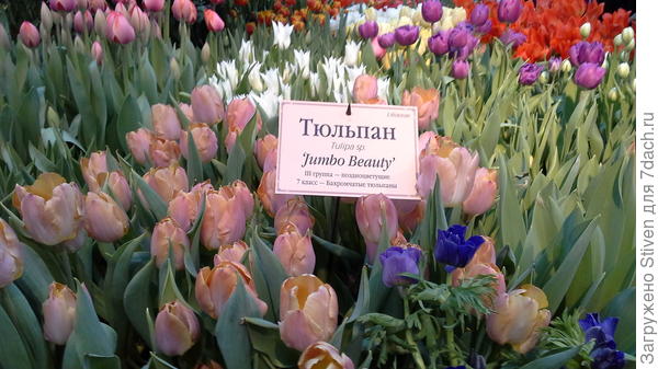 Я побывала на выставке цветов "Репетиция весны"
