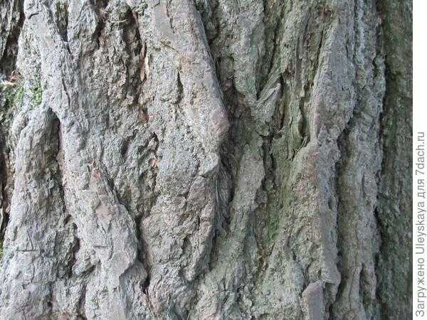 Гинкго двулопастный (билоба) - декоративное лекарственное плодовое дерево