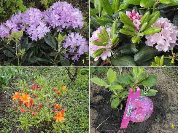 Как красиво посадить рододендроны на даче: выбор окружения и компаньонов