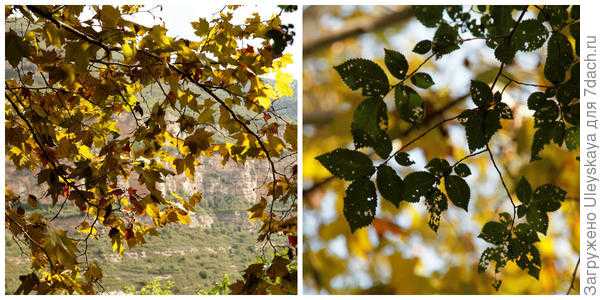 Деревья и кустарники с желтыми листьями осенью. Фото