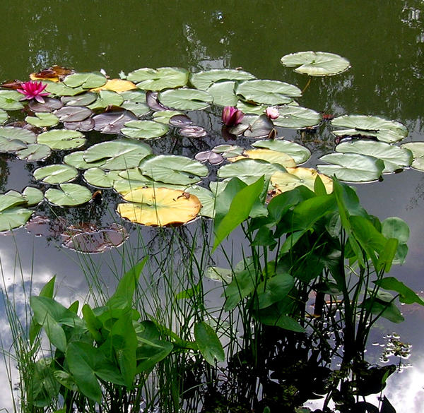 Растения для водоемов: правила оформления водоемов, выбор растений. Фото