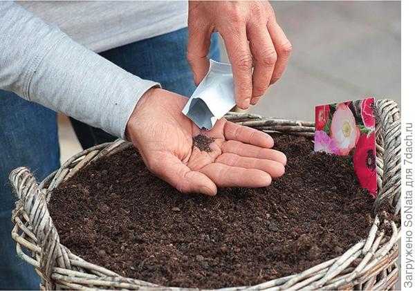 Газонные цветочные смеси для сада: посев, уход, фото