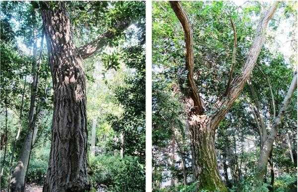 Гинкго билоба: как вырастить реликтовое дерево на даче