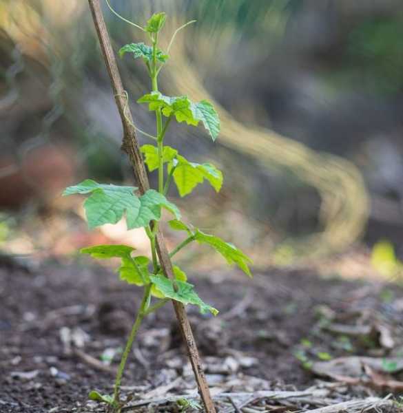 Как вырастить момордику: посев, посадка экзотической лианы и уход за ней