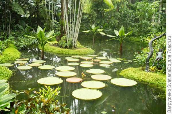 Сингапурский ботанический сад (просто захотелось поделиться красотой)