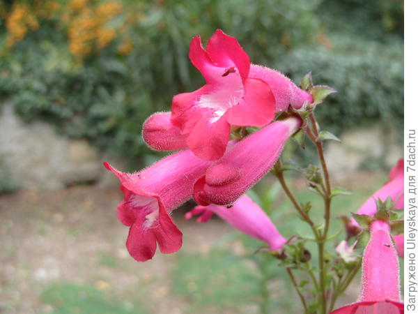 Что цветет в Никитском ботаническом саду в конце ноября?