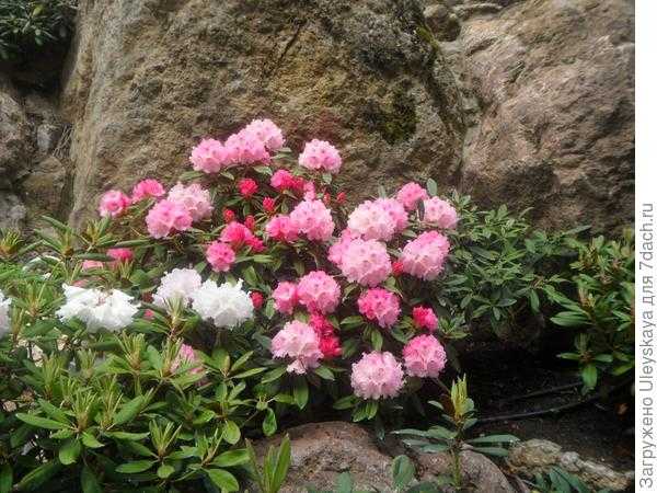 Рододендроны в японском саду. Фото
