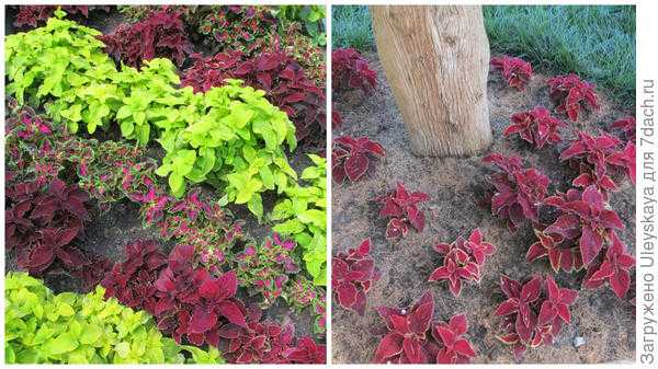 Травянистые растения с красными листьями: фото и названия, особенности выращивания