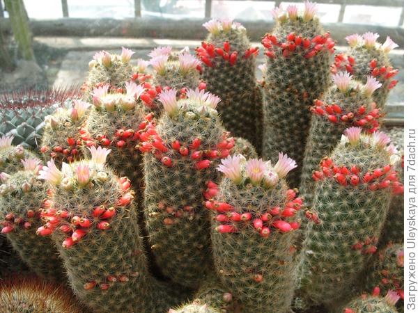 Цветущие кактусы - фотообзор из Никитского ботанического сада