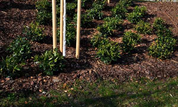 Правильная посадка рододендрона: тонкости подготовки места, почвы и дальнейший уход