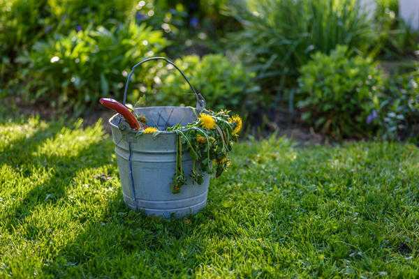 Как избавиться от сорняков на газоне: 4 тактики ведения боя
