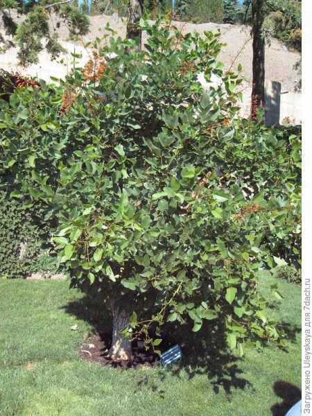 Коралловое дерево, или эритрина петушиный гребень - описание, выращивание