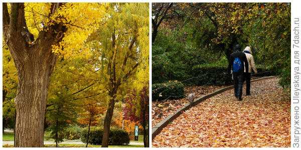 Деревья и кустарники с желтыми листьями осенью. Фото
