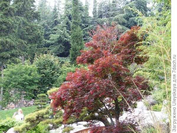 Деревья с красными листьями: фото, названия, описание
