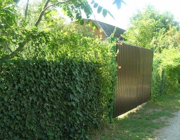 Забор на даче: как украсить при помощи растений и другие идеи декора