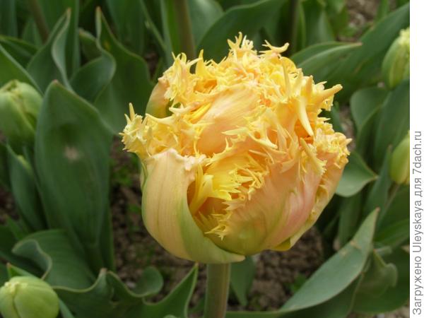 Выставка тюльпанов в Никитском ботаническом саду (Крым)