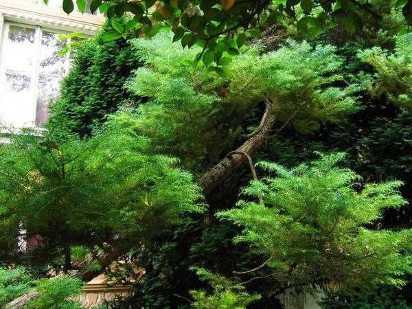 Декоративные деревья с ажурной кроной: обзор, фото