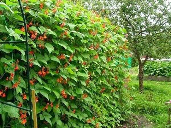 Забор на даче: как украсить при помощи растений и другие идеи декора