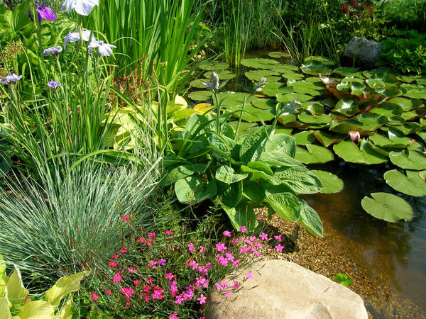 Растения для водоемов: правила оформления водоемов, выбор растений. Фото