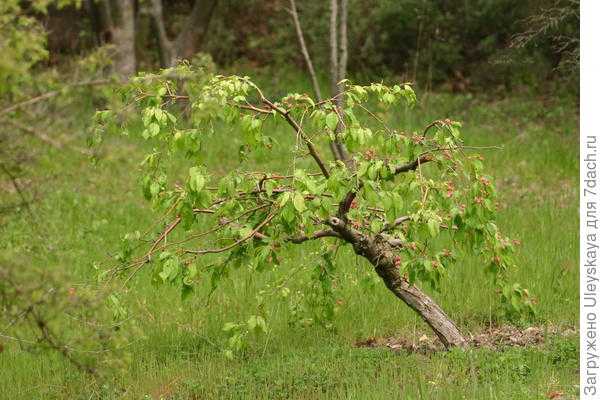 Плакучие лиственные деревья для дачи: название, описание, фото