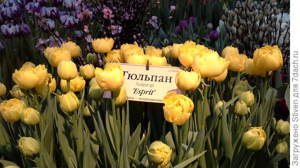 Я побывала на выставке цветов "Репетиция весны"