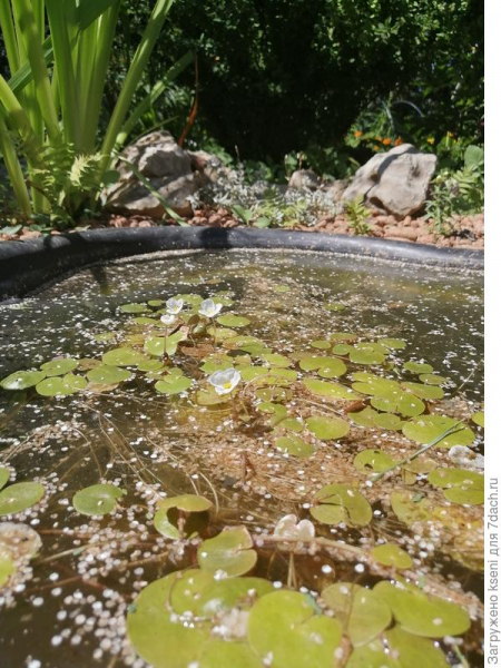 Пруд в моем саду. Создание искусственного водоема. Фото