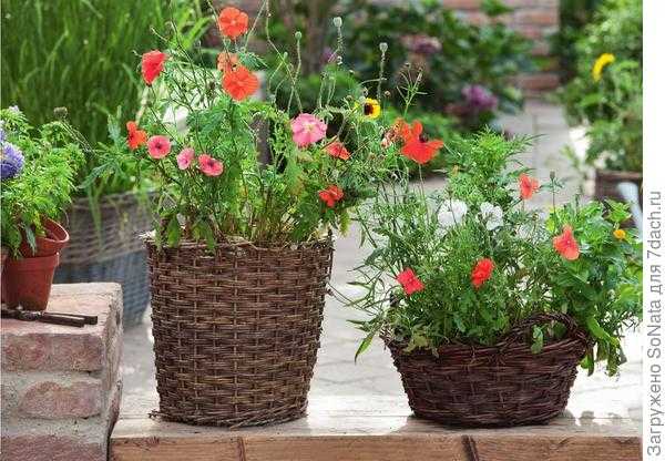 Газонные цветочные смеси для сада: посев, уход, фото