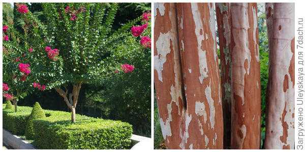 Декоративная кора всех цветов: деревья и кустарники Никитского ботанического сада