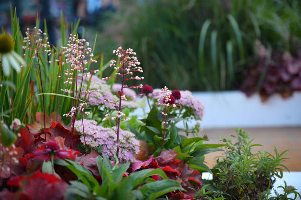 Самые модные садовые растения назовут на бесплатной онлайн-конференции «Цветочного джема»