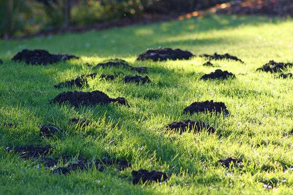 Как восстановить газон с проплешинами, сорняками и другими проблемами
