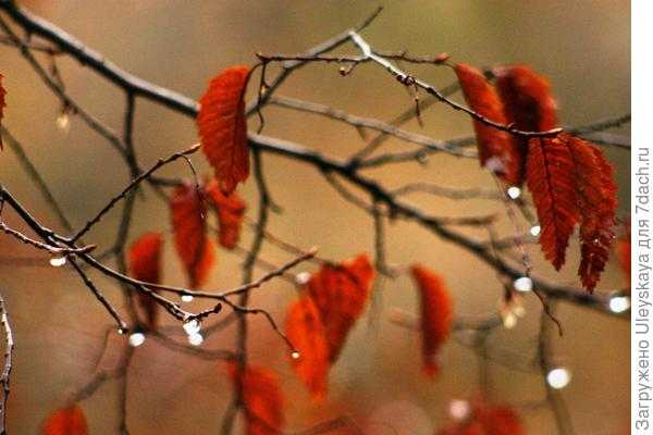 Деревья и кустарники с красными листьями осенью. Фото