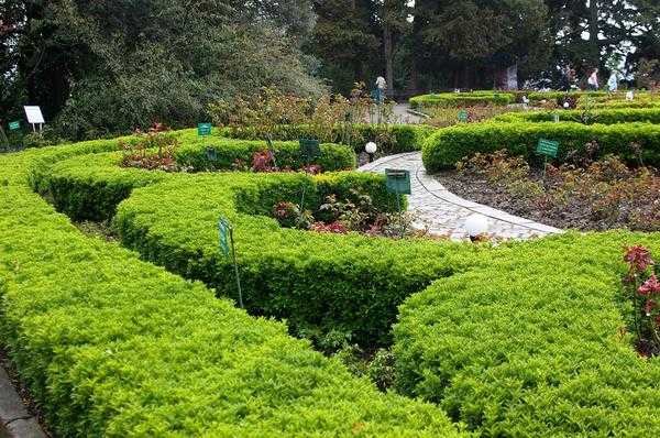 Достойная замена: кустарники, которые можно посадить вместо самшита