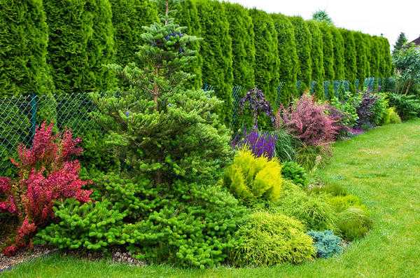 Живая изгородь в саду: 8 ошибок, которые могут ее испортить