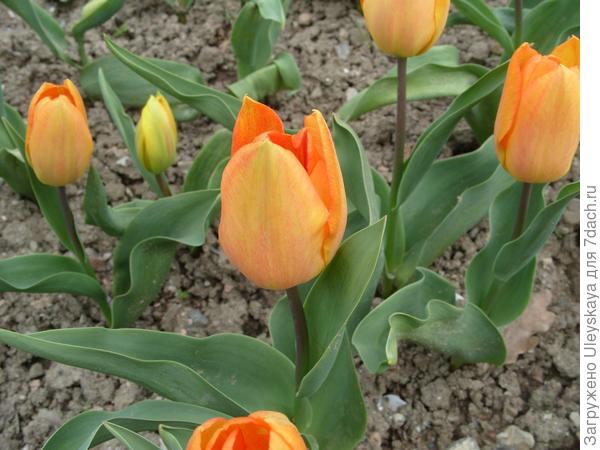 Выставка тюльпанов в Никитском ботаническом саду (Крым)