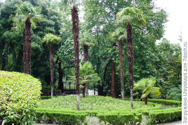Старинный парк в Гурзуфе: история и современность. Топиарная стрижка растений - советы мастера