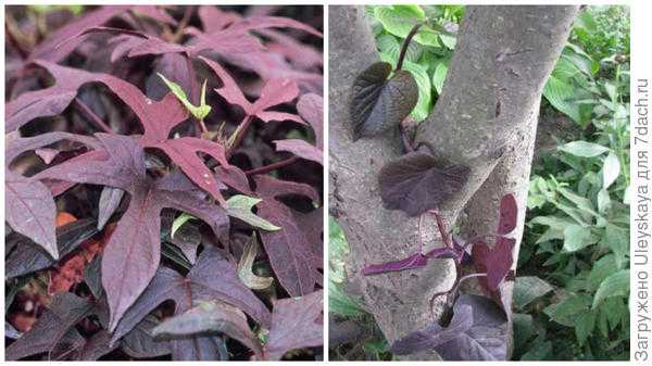 Травянистые растения с красными листьями: фото и названия, особенности выращивания