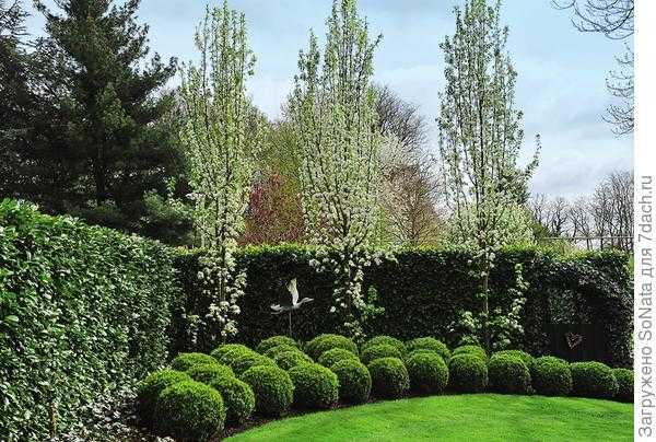 Хвойные с узкой кроной: вертикальные акценты в дизайне сада