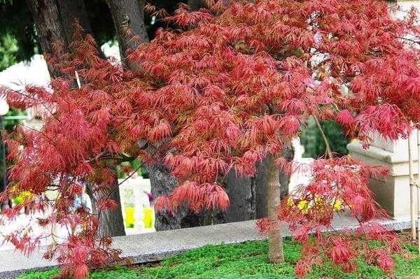 Деревья с красными листьями: фото, названия, описание