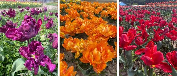 Виртуальный парад тюльпанов-2020 Никитского ботанического сада