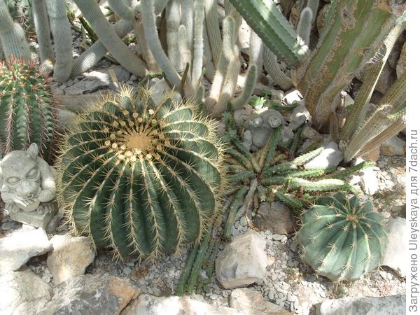 Кактусовая оранжерея Никитского ботанического сада. Фото
