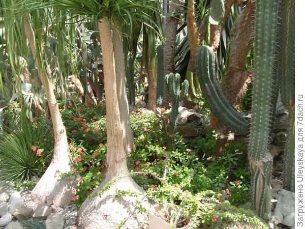 Кактусовая оранжерея Никитского ботанического сада. Фото
