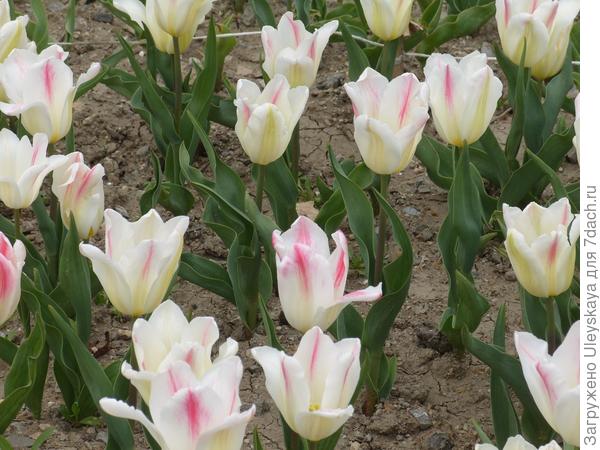 Фоторепортаж с выставки тюльпанов Никитского ботанического сада (Крым)
